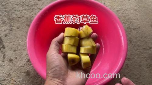 香蕉可以钓草鱼吗？