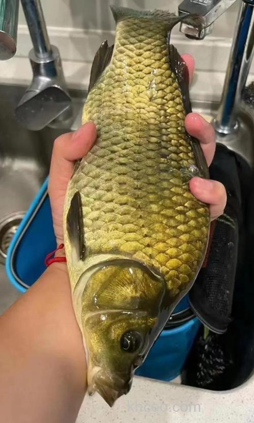 钓黄金鲫用什么味型？