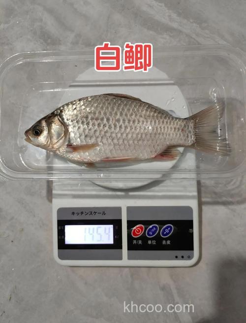 鲫鱼、白条、鳊鱼、翘嘴生活习性