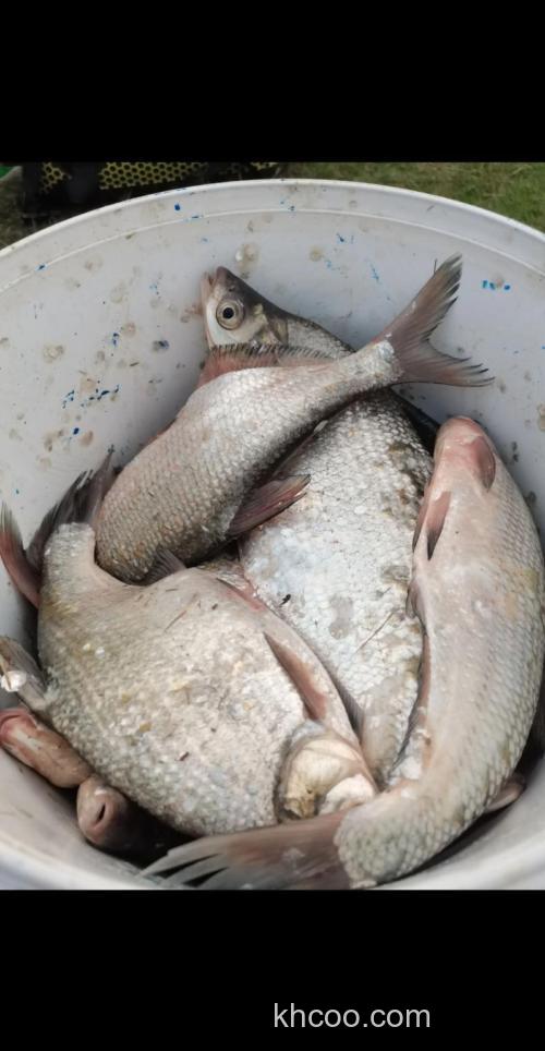 初春钓鳊鱼唯独这几招最厉害