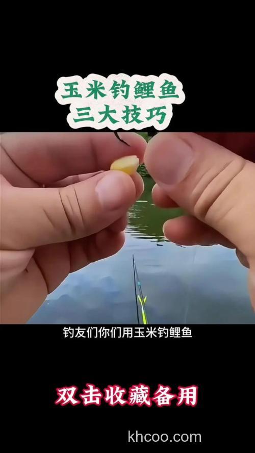 生玉米钓鲤鱼方法？