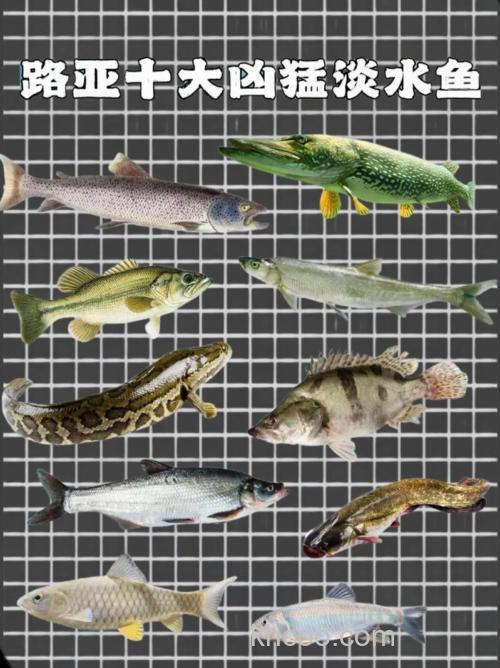 路亚冬天钓什么淡水鱼？