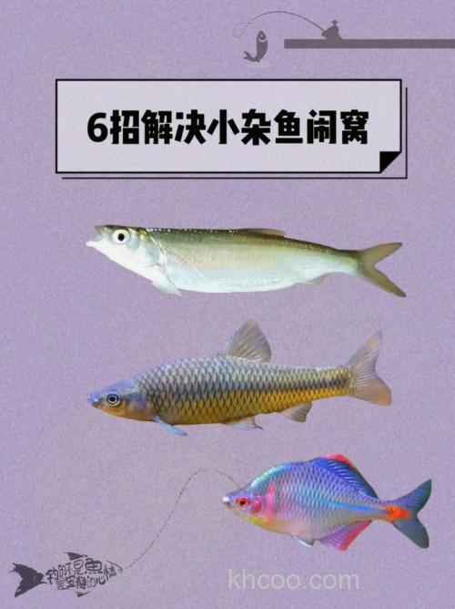 杂鱼闹窝怎样钓鲫鱼？