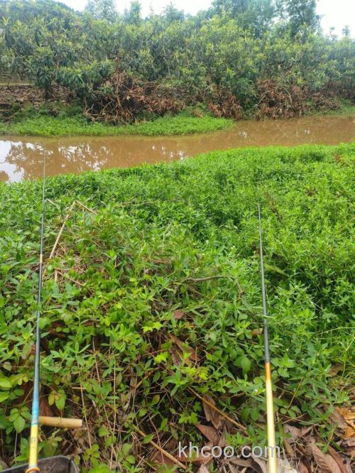 黄辣丁进窝还能钓到鲫鱼吗？