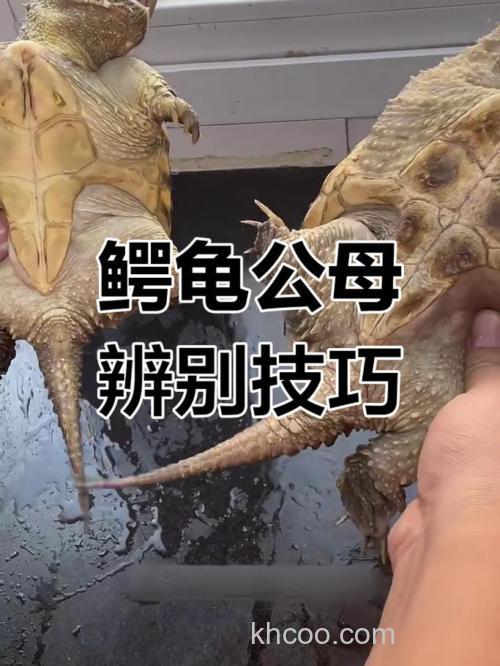 怎么区分大鳄龟和小鳄龟？