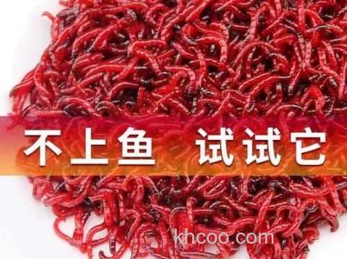 夏季钓鲫鱼用胡豆粉更好 ，还是用红蚯蚓？