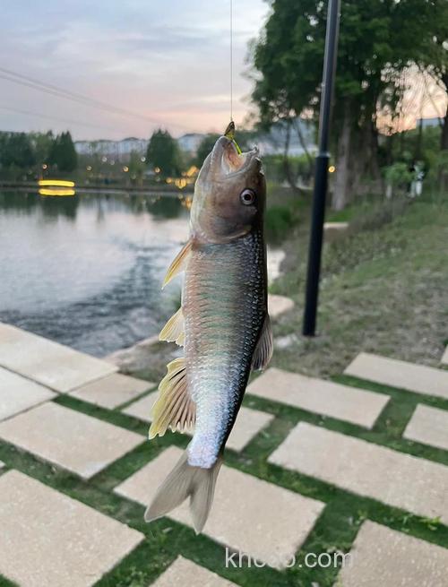 冬天马口鱼都在深水区还是浅水？