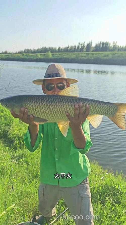 阿魏泡嫩玉米能钓草鱼吗？