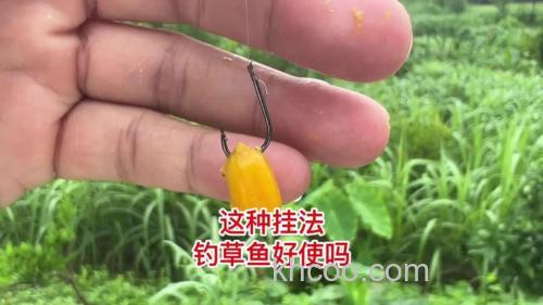 抛竿如何挂玉米钓鱼？