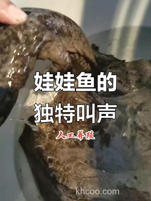 鱼有耳朵吗？鱼能听得见人说话吗？