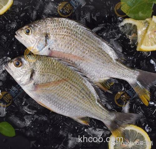 黄鲷是什么鱼？黄鲷鱼是海鱼还是淡水鱼？