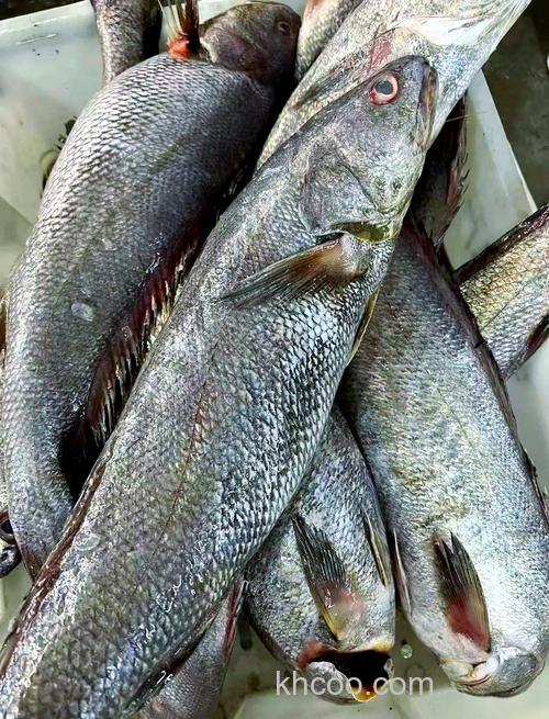 生米鱼要吃吗？