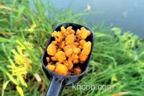 玉米钓翘嘴是钓浮还是钓底？