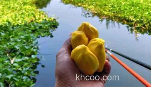 菠萝蜜能钓什么鱼？