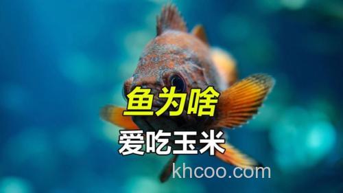 什么鱼吃玉米？