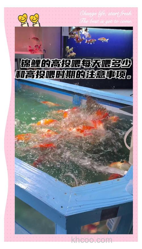 锦鲤可以喂大米吗？