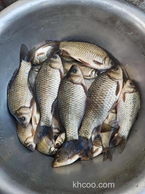 冬季野钓大板鲫要注意哪些问题？