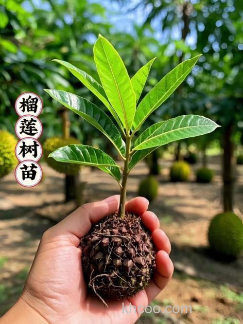 榴莲苗长了二十几公分要施肥吗?