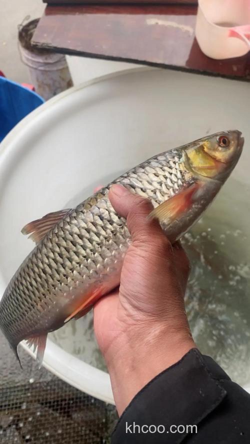 赤眼鳟是保护鱼类吗？