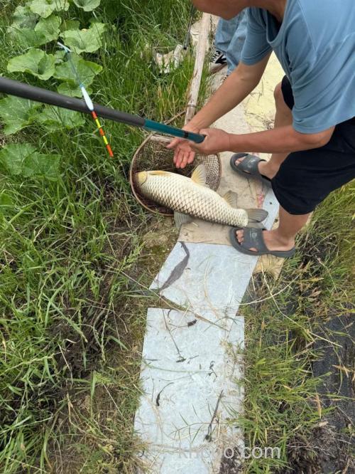水库水深十二米，钓草鱼钓几米？