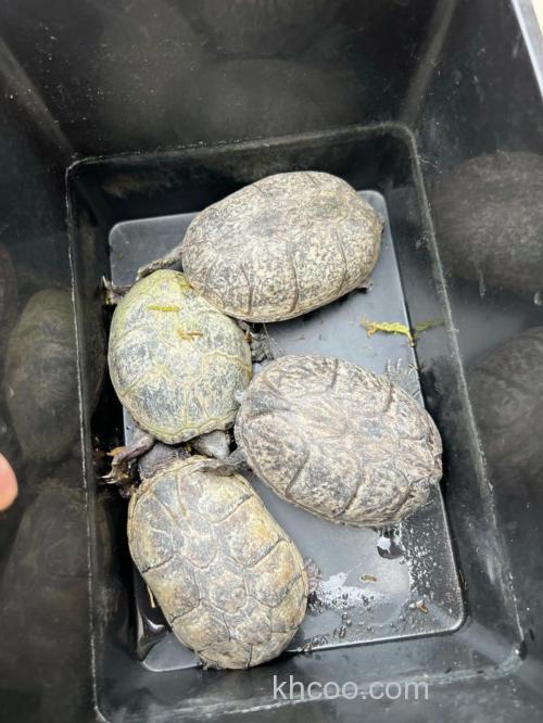 麝香龟几月繁殖？