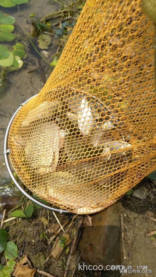 固始人用啥泡小麦钓鱼