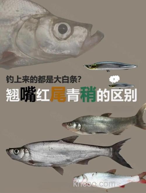 翘嘴和青梢哪个更好吃？