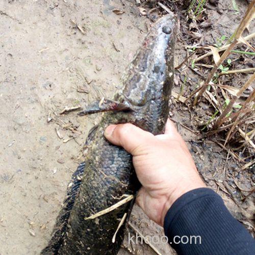 手竿玩钓黑鱼法随手记-找黑鱼窝