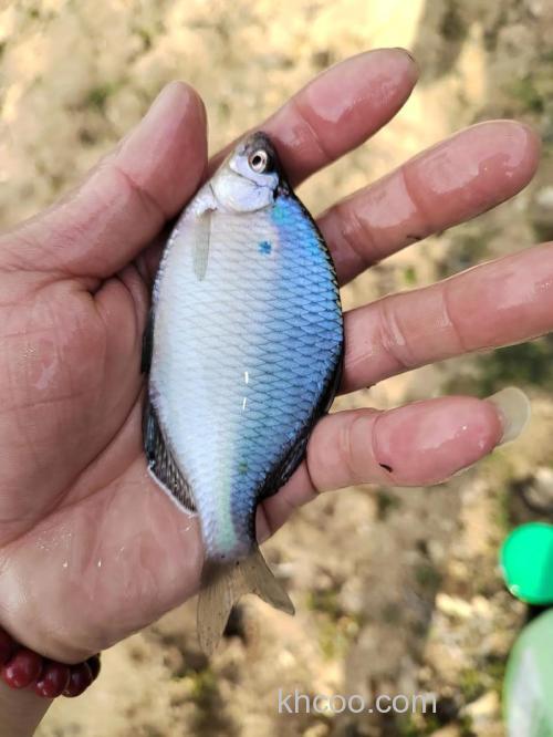 鳑鲏最大可以长到多大？