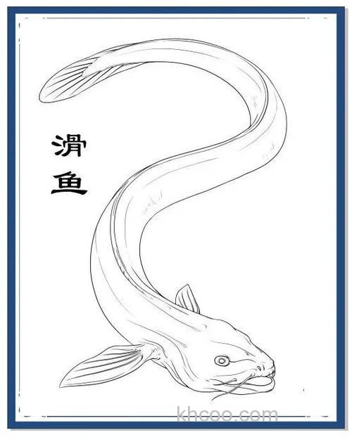 滑鱼是啥鱼？滑鱼是什么品种的鱼？