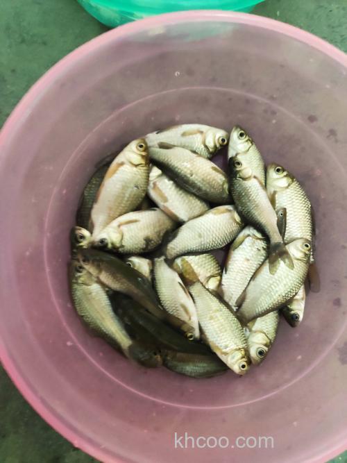 麝香小米适合钓什么鱼？