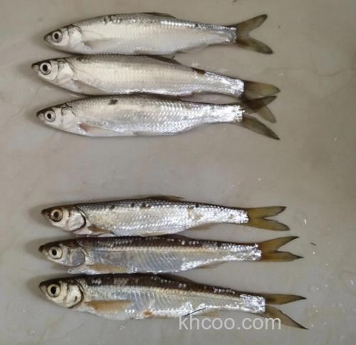 像白条又不是白条的鱼叫什么?