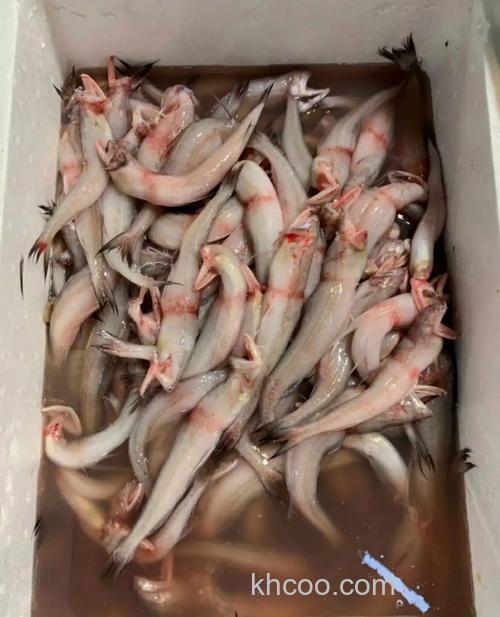 请问这是什么鱼?