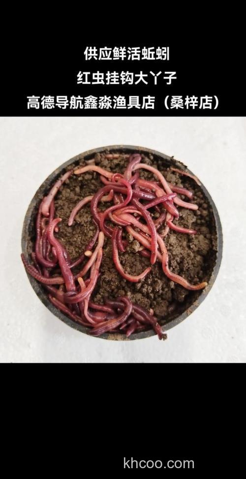 钓鲤鱼用红虫还是蚯蚓?