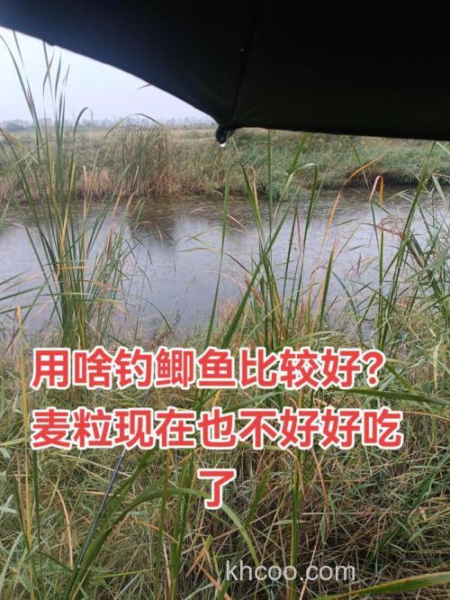 冬天季节老坛麦粒钓鲫鱼好用吗？