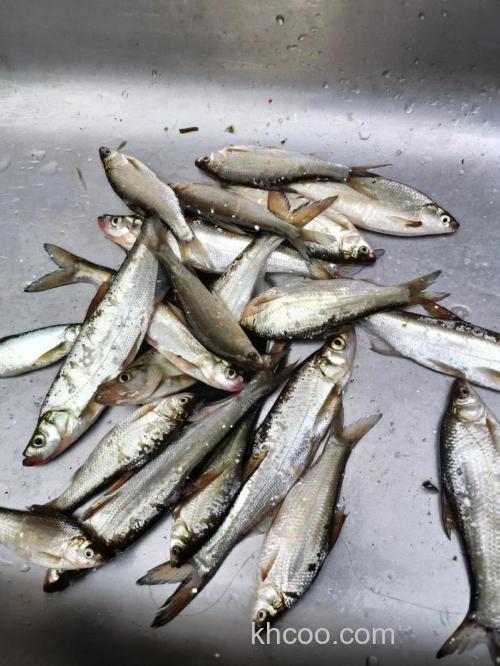 餐条鱼多少钱一斤合适呢?