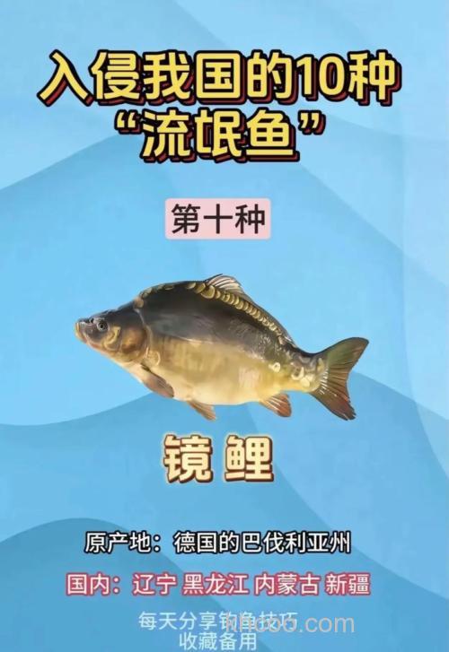 镜鲤是什么？一文读懂镜鲤鱼