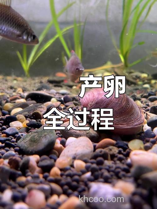 鳑鲏鱼几月份产卵?鳑鲏鱼最大能长多大？