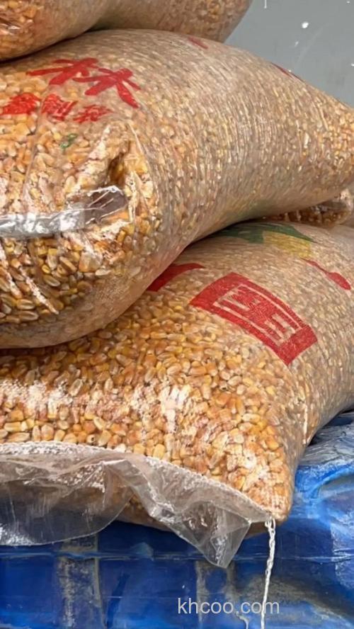 养殖黄鳝麦皮玉米煮的好还是喂生的好？