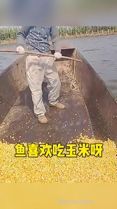 玉米什么鱼喜欢吃？
