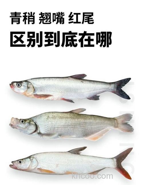 青稍和白条的区别有哪些？