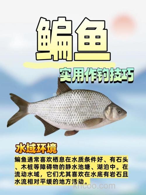 了解鳊鱼并掌握技巧，初夏时节好钓鳊鱼