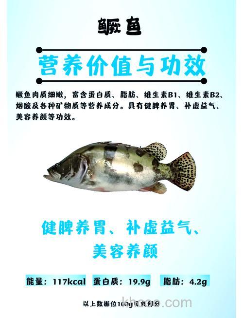 养桂鱼能喂肉吗？