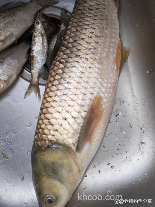 钓草鱼用鲜玉米还是老坛玉米？