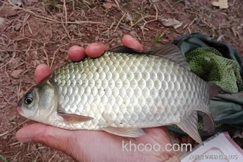 水库钓鲫鱼钓多深水(水库冬季钓鲫鱼一般钓多深)