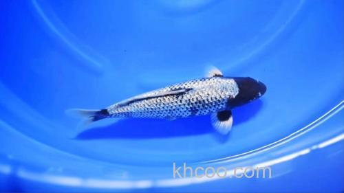 锦鲤吃玉米粒好吗？