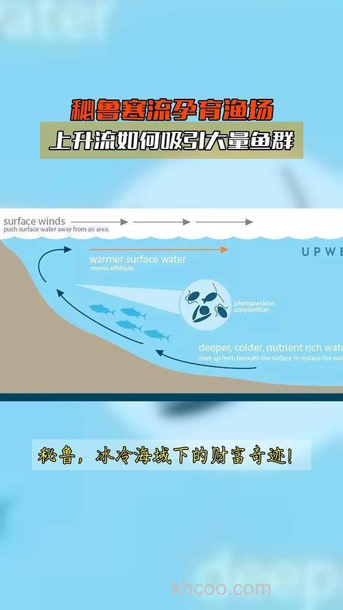 由于寒流和暖流交汇给鱼类带来了丰富多样的饵料而形成的世界著名渔场是