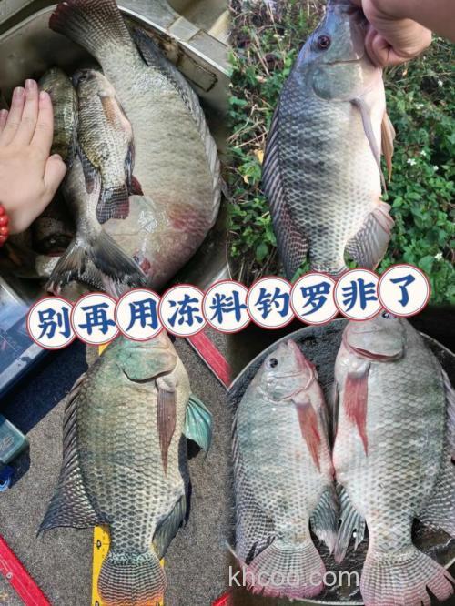 龙王恨罗非王钓罗非效果如何？