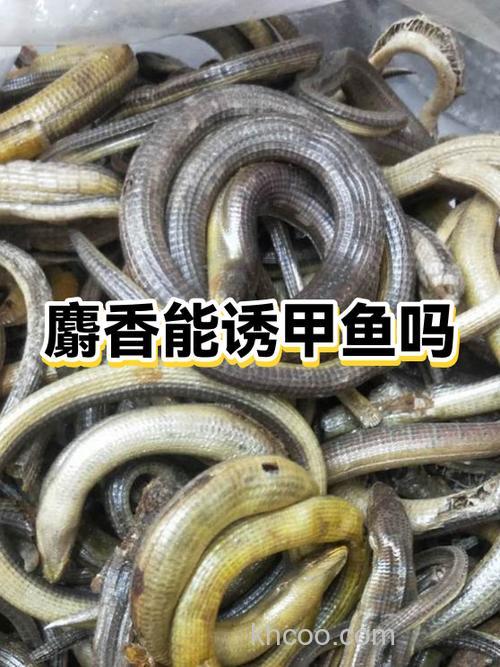 请问麝香对哪些鱼比较有效果？