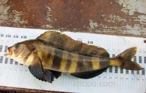 海参崴二月海钓指南：远东多线鱼、六线鱼与鳕鱼，寒冬垂钓全解析